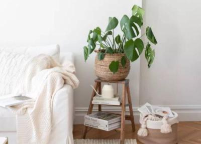 معرفی گیاهان آپارتمانی با برگ های بزرگ معرفی گیاهان آپارتمانی با برگ های بزرگ